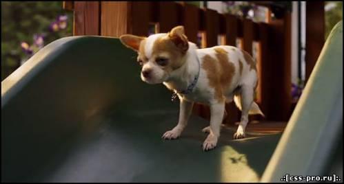 Крошка из Беверли-Хиллз 2 / Beverly Hills Chihuahua 2 (2011) - 1